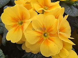 報(bào)春花,黃色,花