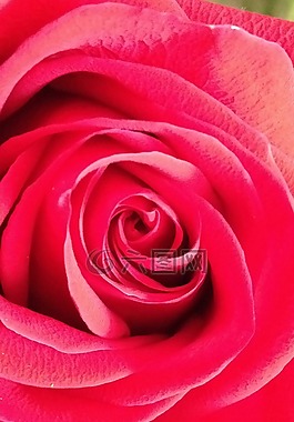花,羅莎,鮮花