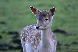 休耕鹿,獐鹿,kitz