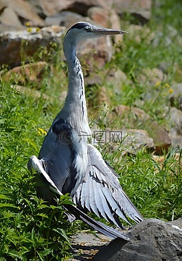 鷺,水,鳥