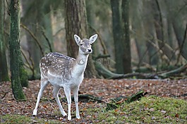 休耕鹿,獐鹿,kitz