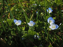 chamaedrys,花,開花