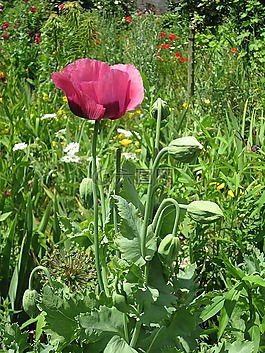 郁金香,花,紫色