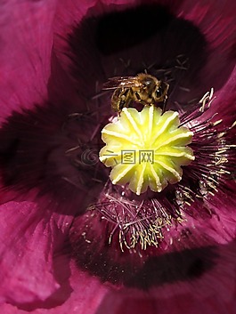 郁金香,花,紫色