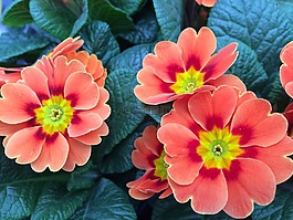 報(bào)春花,開(kāi)花,廠