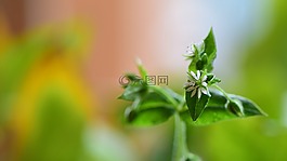 特寫,春,植物