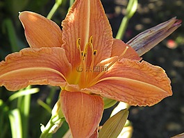 花,廠,花園