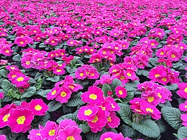 報春花,開花,廠