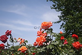 玫瑰,紅,花