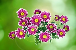 花,鮮花,裝修