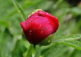 牡丹,雨,滴