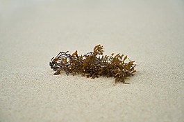 沙,海滩,夏天