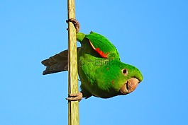 maritaca,pscitacídeo,cocota
