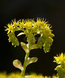 花,植物,性質