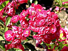 花,廠,花園