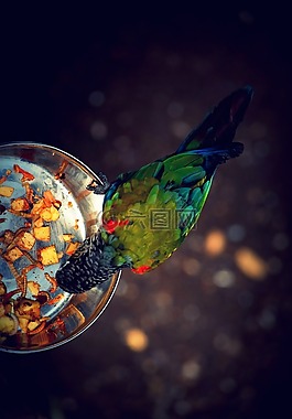 鳥,食品,顏色