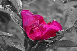 芙蓉,开花,锦葵