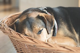 狗,睡眠,動(dòng)物
