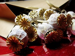 罂粟,seedpods,干