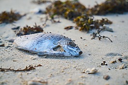 魚,見,污染