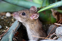 鼠標,nager,動物