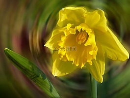 喇叭水仙,開花,春天