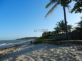 海灘,日落,手掌