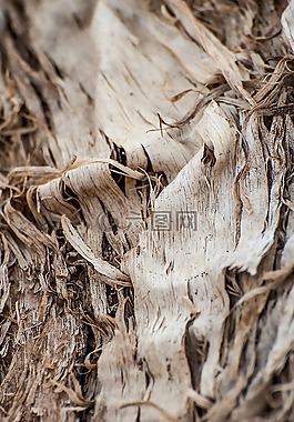 樹,紋理,木材