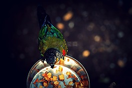 鳥,食品,顏色