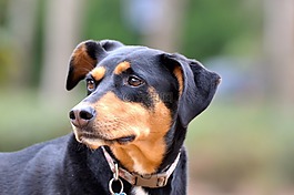 狗,杜伯文犬,救援