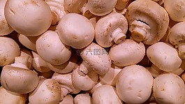 蘑菇,香菇根,白蘑菇