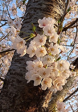 春天,春天的花朵,粉紅色的花