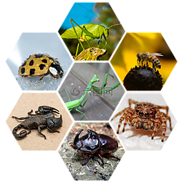 bug,蝎子,蝗蟲