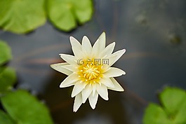 花,大自然,宏观