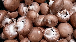 蘑菇,香菇根,白蘑菇