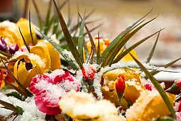鲜花,雪,多彩白