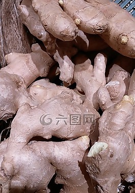 姜,參,t恤