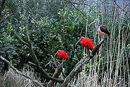 性質(zhì),戶(hù)外,紅色
