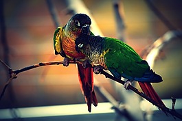 鳥,顏色,鸚鵡
