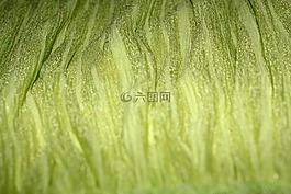 綠色條紋背景,綠色條紋,背景