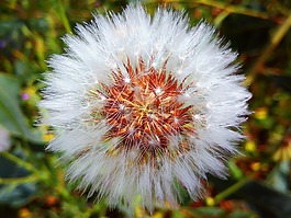 蒲公英,花,自然