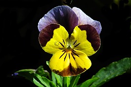 花,潘茜,彩色