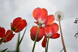 郁金香,紅色郁金香,鮮花