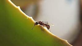 昆蟲,性質(zhì),亞美尼亞
