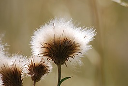 薊,種子,雜草