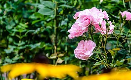 開花,玫瑰,玫瑰綻放