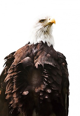 鷹,美國,鳥
