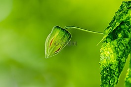 花,夏天,春