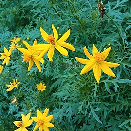 花,宇宙花,綠