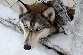 赫斯基,芬兰,sledgedog